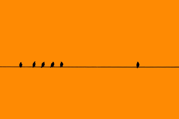 Many birds in silhouette against a orange background perching on a single cable/wire with a single bird away by itself.